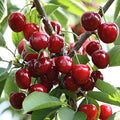 Imported Fresh Cherries online - Cherry Fruit