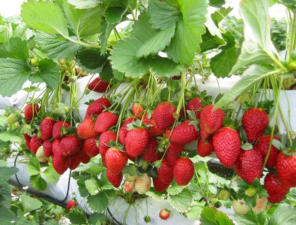 Strawberry Buy Online | Mahabaleshwar Strawberry