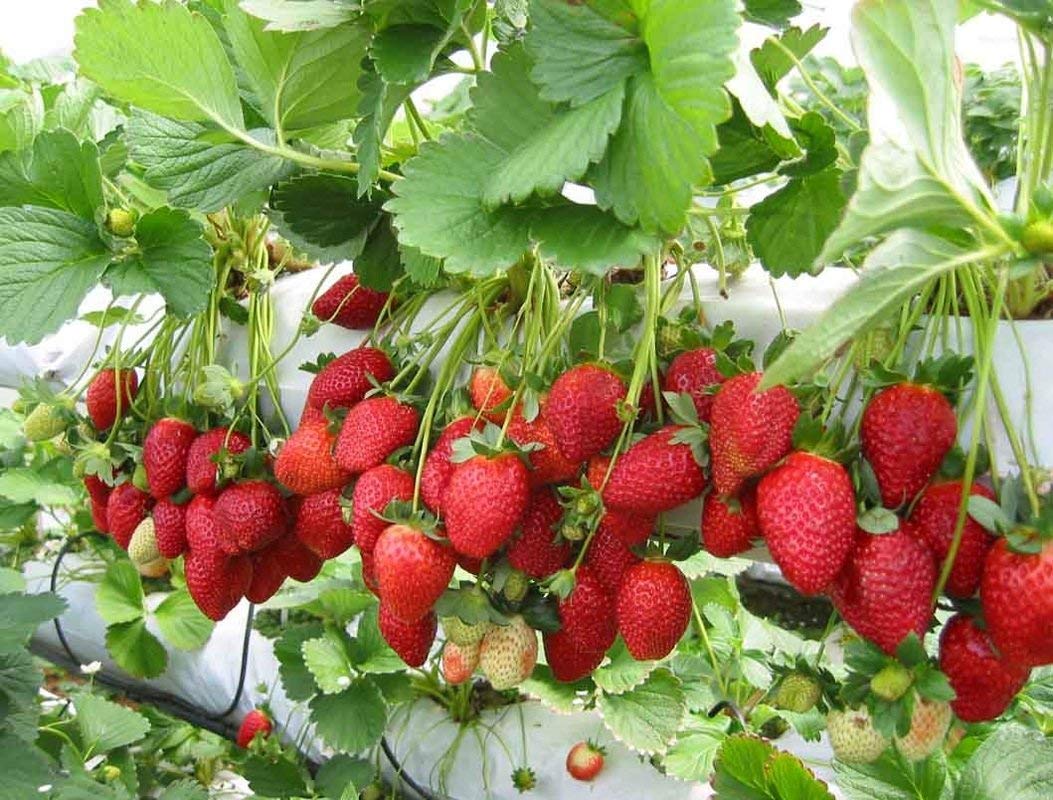 Strawberry Buy Online | Mahabaleshwar Strawberry