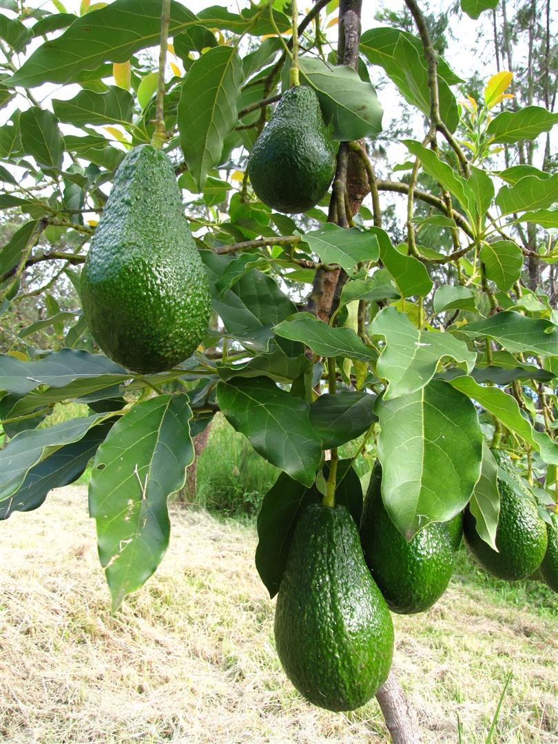 Buy Avocado Fruit | Online | Imported