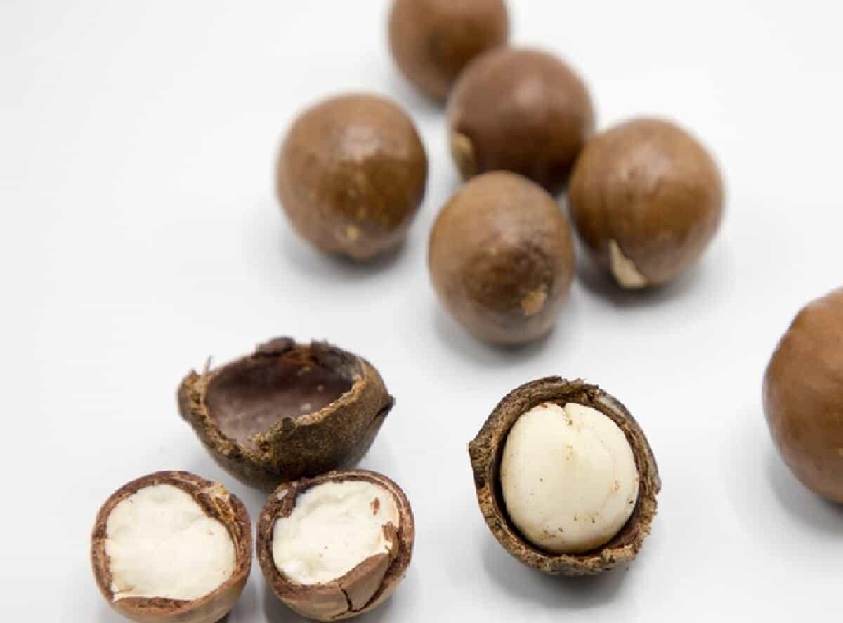 Macadamia Nuts Online