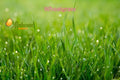 Wheat Grass Powder | Gavhankur Powder