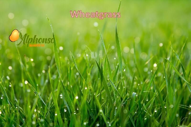 Wheat Grass Powder | Gavhankur Powder